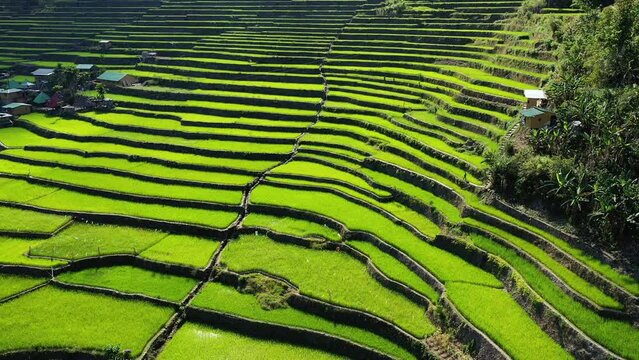The green UNESCO terraced rice fields of Batad , Asia, Philippines, Ifugao, Luzon, towards Banaue, in summer on a sunny day.