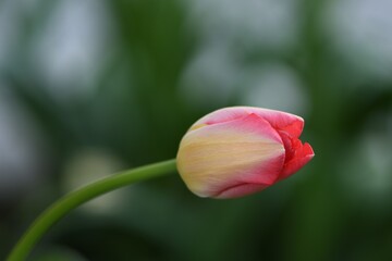 Samotny żółto-różowy tulipan (Tulipa) o delikatnych, pastelowych barwach