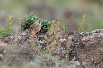 A rufous-naped lark (Mirafra africana) photographed in the Nairobi national park.
