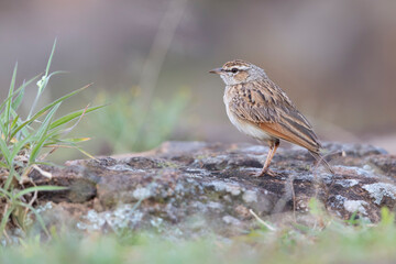A rufous-naped lark (Mirafra africana) photographed in the Nairobi national park.
