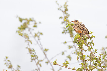 A rufous-naped lark (Mirafra africana) photographed in the Nairobi national park.