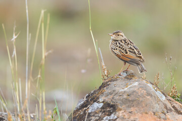 A rufous-naped lark (Mirafra africana) photographed in the Nairobi national park.