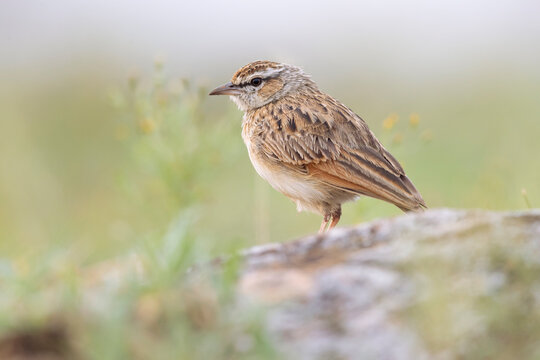 A rufous-naped lark (Mirafra africana) photographed in the Nairobi national park.
