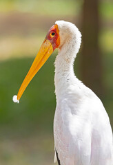 A portrait of a yellow-billed stork (Mycteria ibis)