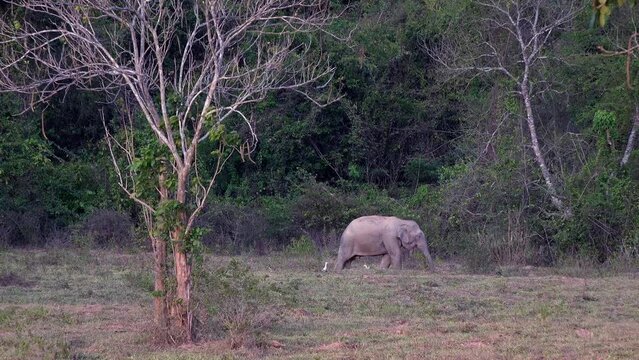 An Asian elephant (Elephas maximus), also known as the Asiatic elephant visits a salt lic in the late evening.