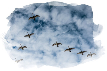 white swans fly in the sky under the bright sun
