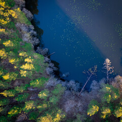 River, forest, natural environment from a bird's eye view in the morning. Low flying under trees, wildlife and nature in beautiful weather conditions.