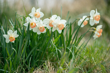 Large-cupped daffodils (Genus Narcissus) with white tepals and a pink corone.