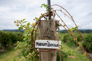 Closeup of the marionberries sign in an orchard during summertime. The marionberry is a cultivar of...