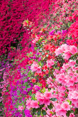 満開のキリシマツツジ