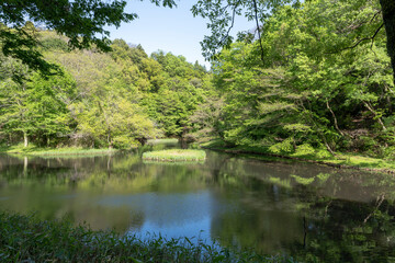 谷戸にある池と新緑の風景