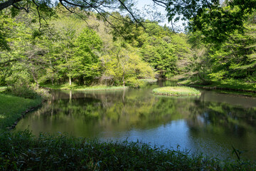 Fototapeta na wymiar 谷戸にある池と新緑の風景
