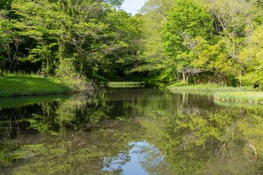 谷戸にある池と新緑の風景 © EISAKU SHIRAYAMA