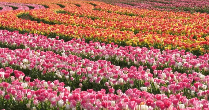 Tulips field in the Provence, Alpes de Haute Provence, France