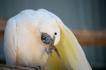 Curious White Cockatoo Head Down Closeup
