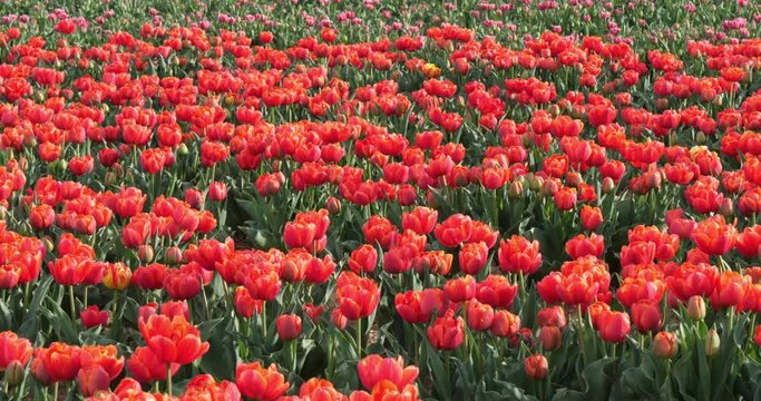 Tulips field in the Provence, Alpes de Haute Provence, France
