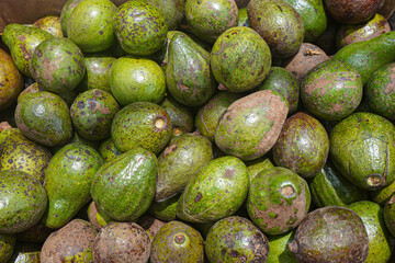 Avocado on a market stall