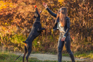 girl plays with a Doberman dog with a ball