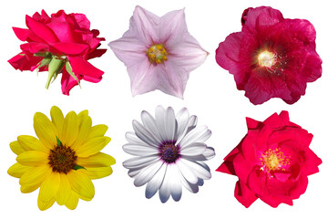 Six different flowers isolated on a white background.