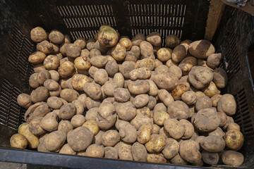 New potatoes are placed in baskets for sale.