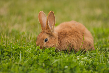 orange rabbit on the lawn grazes the grass