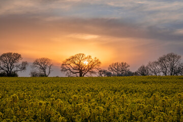 Fields of Rapeseed during evening golden hour and sunset on farmland near Crowhurst in East Sussex, south east England UK
