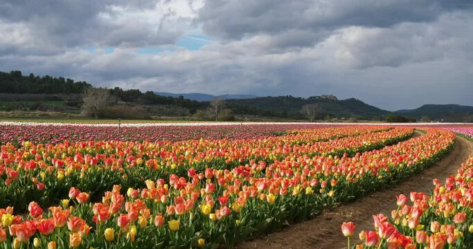 Tulips field in the Provence, Alpes de Haute Provence, France
