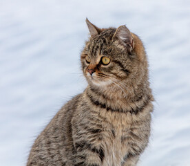 Portrait of a cat in the snow