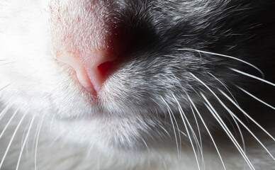 The nose of a white cat.