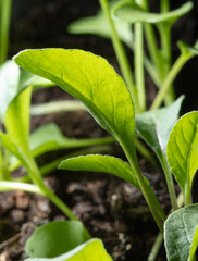 Green leaves of arugula in the vegetable garden.