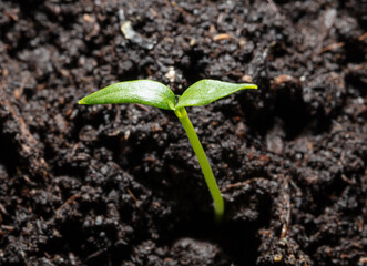 A small sprout of bell pepper sprouts in the ground.