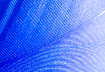 Blue feather as a background.