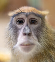 Monkey portrait in the zoo.