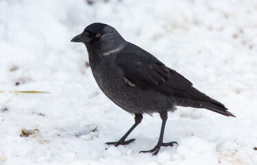 Crow on the snow in winter