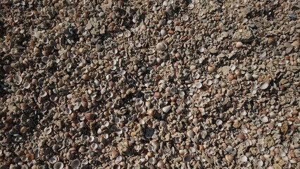 Seashells Texture. On the Beach. Shells Background