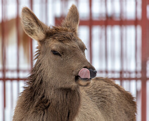 Fototapeta premium Deer portrait in the zoo.