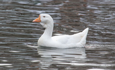 The white goose swims in a pond