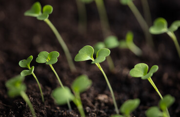 Small green sprouts of seedlings in the ground