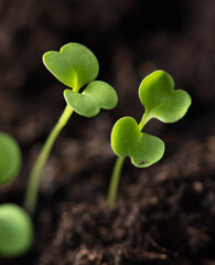 Small green sprouts of seedlings in the ground