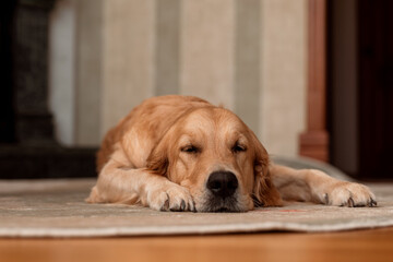 The dog sleeps on the carpet. Golden retriever resting on the floor in the room
