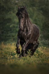 Black horse of the Friesian breed runs through the meadow