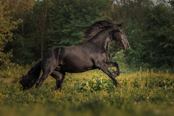 Black horse of the Friesian breed runs through the meadow
