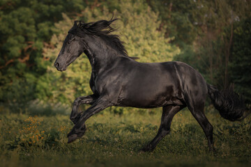Obraz na płótnie Canvas Black horse of the Friesian breed runs through the meadow