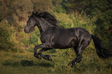 Fototapeta na wymiar Black horse of the Friesian breed runs through the meadow