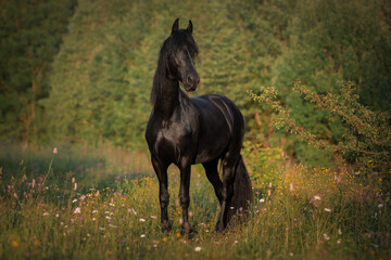 Portrait of a black horse of the Friesian breed