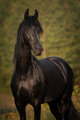 Obraz premium Portrait of a black horse of the Friesian breed