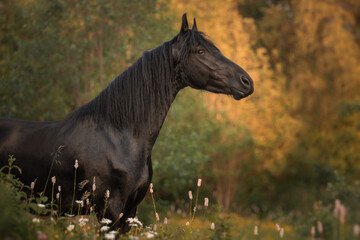 Fototapeta na wymiar Portrait of a black horse of the Friesian breed