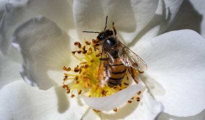 African honey bee pollinating a white rose