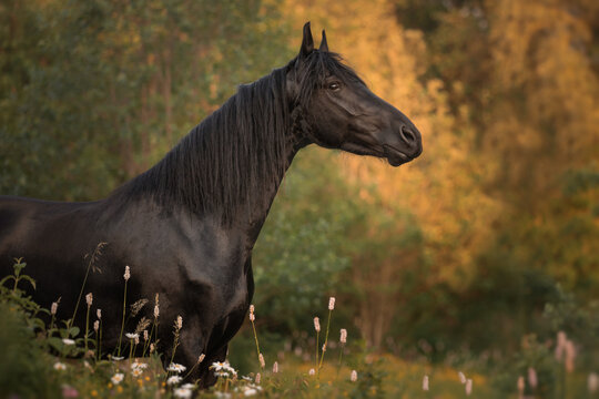 Portrait of a black horse of the Friesian breed фотография Stock | Adobe  Stock