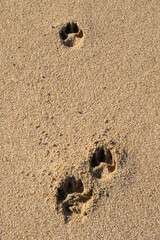 footprint on the sand